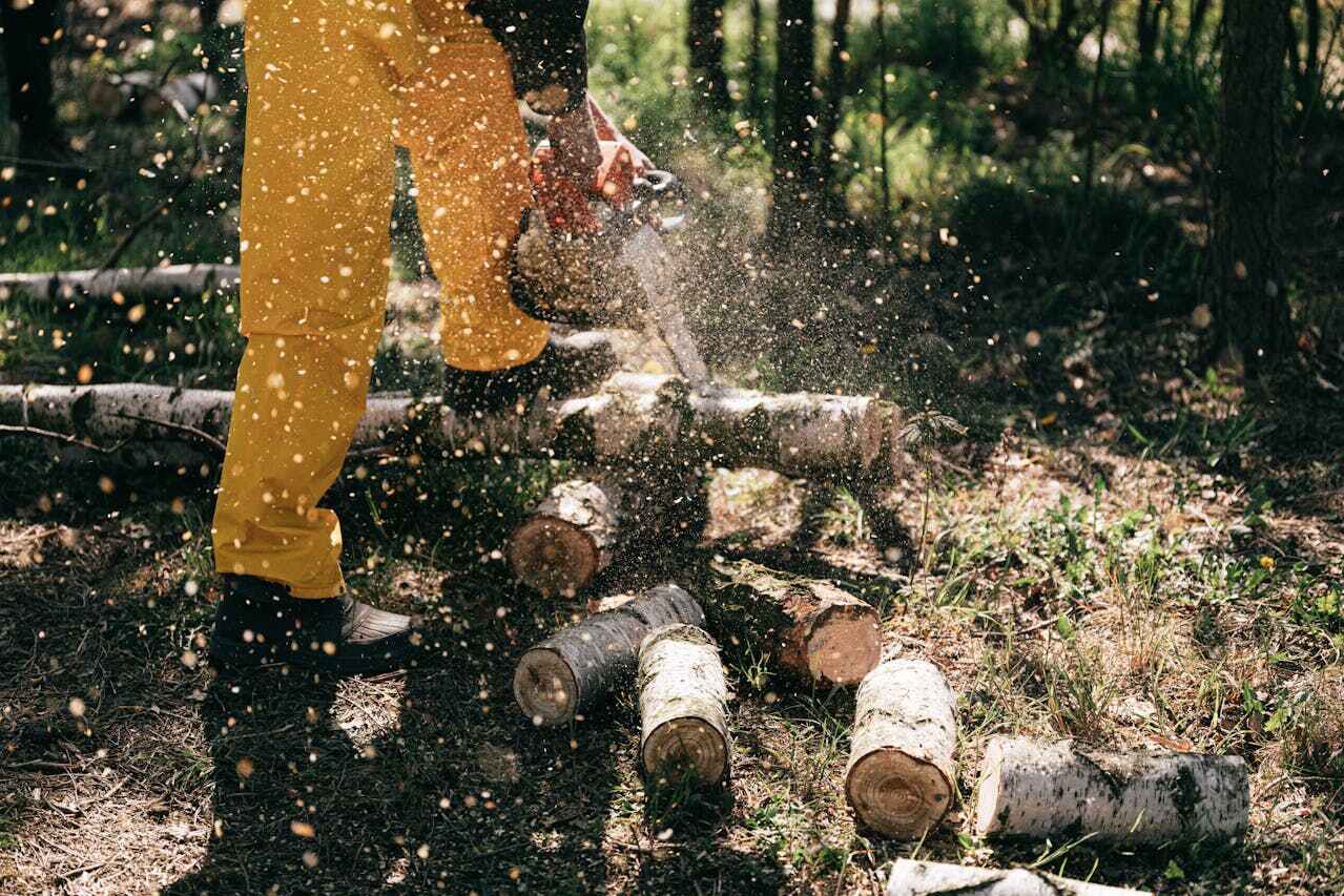 Emergency Storm Tree Removal in Lower Lake, CA